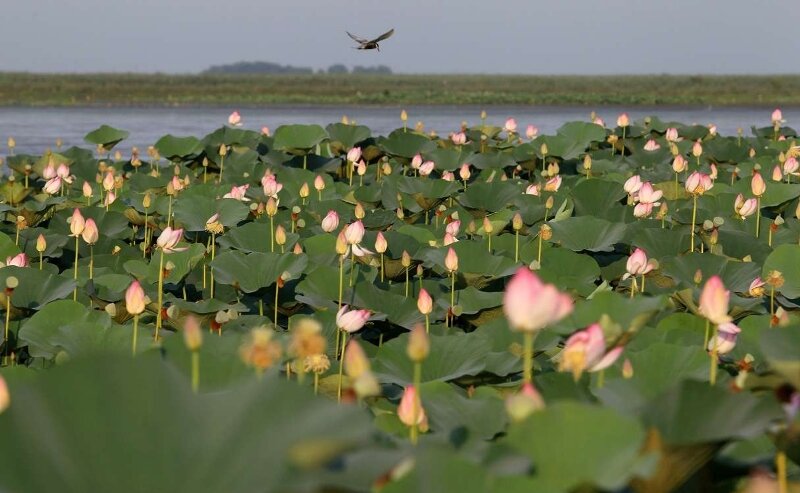 Anzali Lagoon Water Lilies, Gilan Travel Attraction