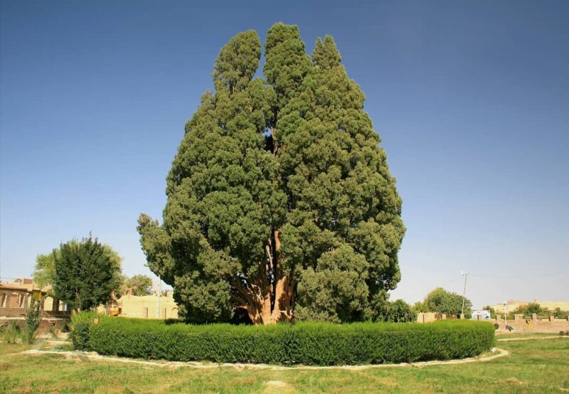 Cypress Tree