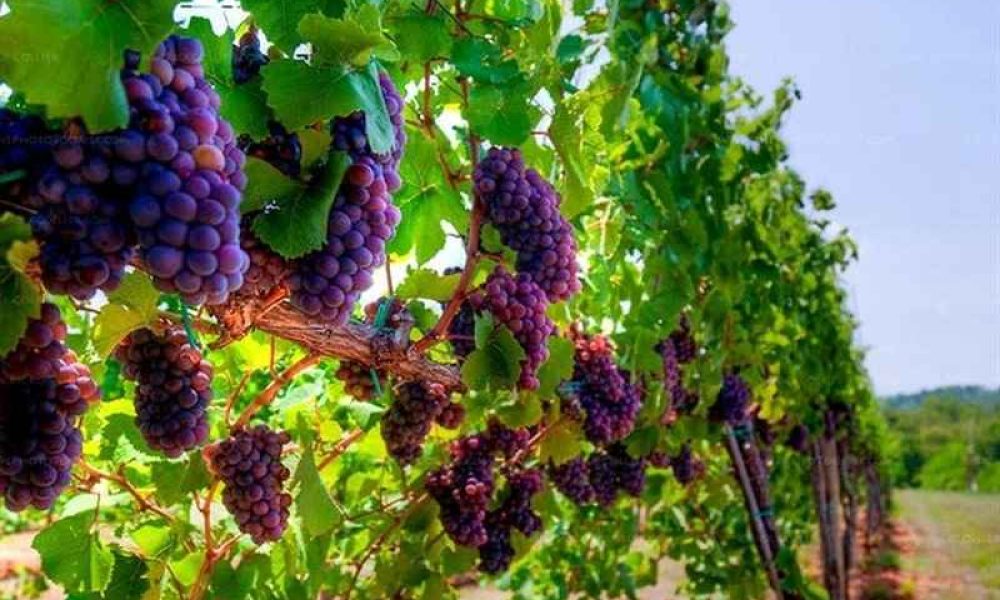 Grape Garden, Qazvin Travel Attraction